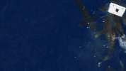 ship sharks GIF by Shark Week