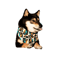 Shiba Inu Tongue Out Sticker by Geekster Pets