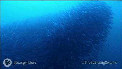 Pbs Nature The Gathering Swarms GIF by Nature on PBS