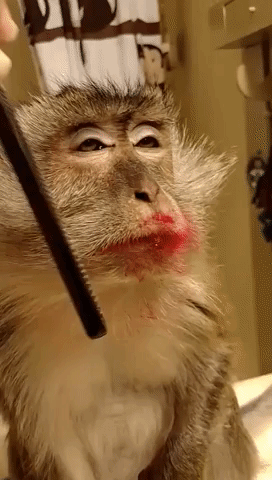 Preening Pet Monkey Gets Her Fur Brushed