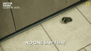 National Geographic Oops GIF by Nat Geo Wild