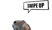 Swipe Up Sticker by Adolfeen