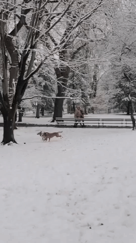 Dogs Enjoy Fresh Snowfall in Central Park