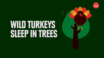 Turkeys sleep in trees