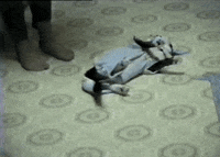 Cat No GIF by RETROFUNK