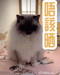 itsbiru cat ねこ 猫 itsbiru GIF