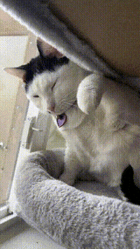 melon_n_finn cat meme slap smack GIF