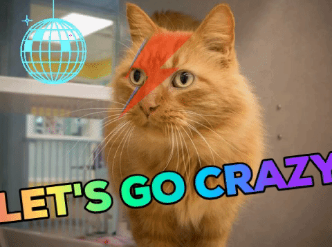 david bowie cat GIF by Nebraska Humane Society