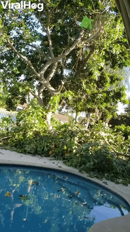 Iguana Escapes Chainsaw With High Dive Into Pool