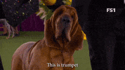 Westminster Dog Show Trumpet GIF by Westminster Kennel Club