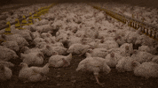 oikeuttaelaimille chicken finland chick suomi GIF