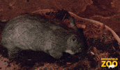 Cute Animals Digging GIF by Brookfield Zoo