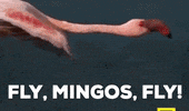 ForwardMadisonFC  GIF