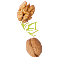 Nuts Nozes Sticker by Rede Cia da Saúde