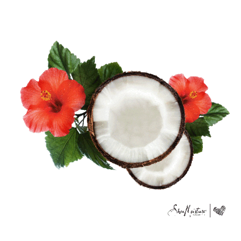 sheamoistureca giphyupload coconut pop up popup Sticker