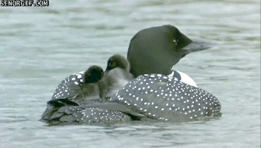 babies loon GIF by Cheezburger