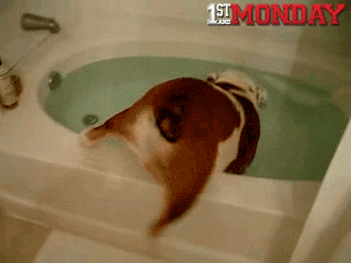 in dog bathtub GIF by FirstAndMonday