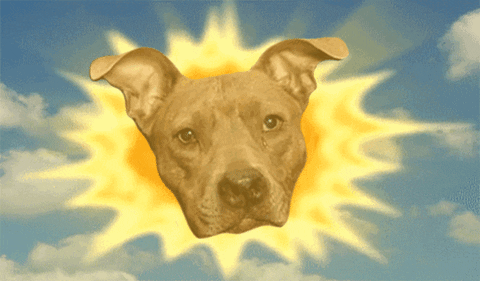 Dog Sun GIF by Nebraska Humane Society