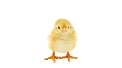 prokauf-marketing marketing handwerk tier tiere Sticker