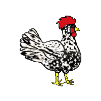 Chicken Dalmatian Sticker
