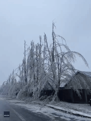 'Worst Winter Storm Damage I've Seen': Trees Frozen Amid Severe Conditions