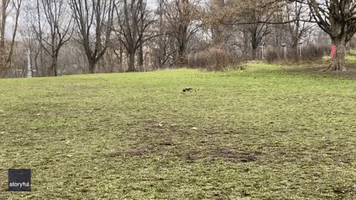 Crow Playing Ball Surprises Bystanders in Berlin Park