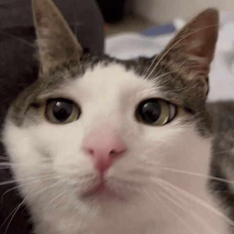 monkeycatluna crunchycatluna crunchycat luna judgy cats cat GIF
