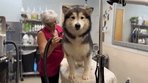 RockyKanaka giphyupload GIF