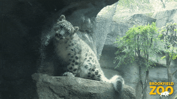 Hide Sneak GIF by Brookfield Zoo