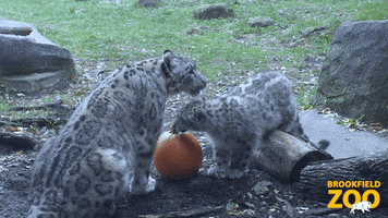Family Pumpkin GIF by Brookfield Zoo