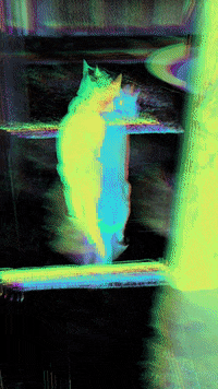 Cat Rainbow GIF by Mollie_serena