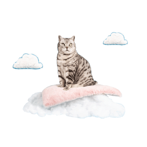Cheshireandwain cat dreamy british shorthair pink cloud Sticker