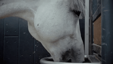 EQUIDEO giphygifmaker donotdisturb timetoeat horselover GIF