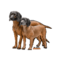 Bavarian Mountain Hound Dog Sticker by Romtat Farm