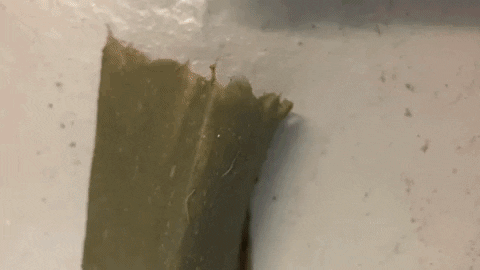 Emmapicanyol giphyupload GIF