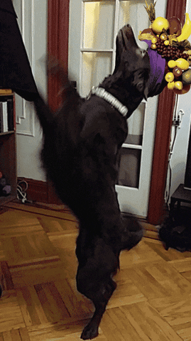 animal halloween GIF
