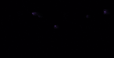 James Madison Logo GIF by JMUDukes