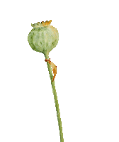 Flower Oerrr Sticker by Natuurmonumenten