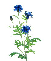 Flower Oerrr Sticker by Natuurmonumenten