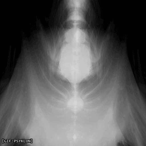 Art Loop GIF by Psyklon