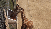 Giraffe Gets Treats to Celebrate Fourth Birthday at Oakland Zoo