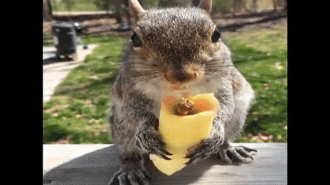 squirrel chows GIF