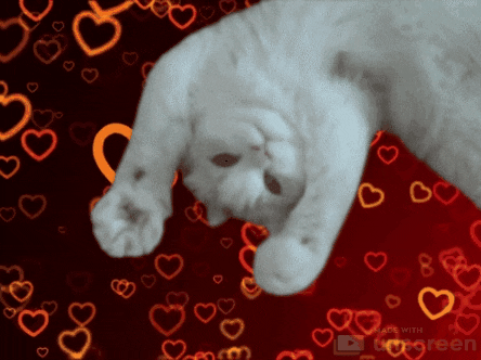 unscreen giphyupload love cat cats GIF