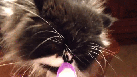 Ice Cream Cat GIF by Storyful