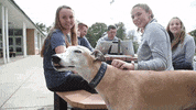 Happy Dog GIF by Moravian University
