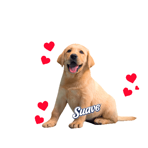 Dog Labrador Sticker by BCW Perú