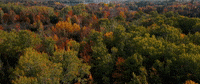 Forest GIF by VVS FILMS