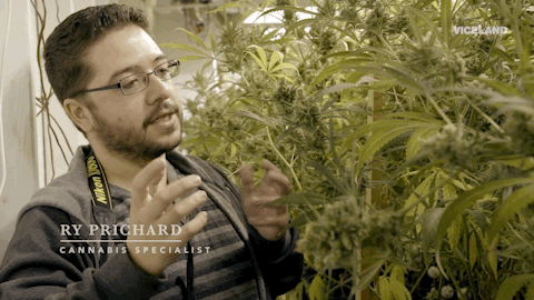 viceland GIF by Bong Appetit