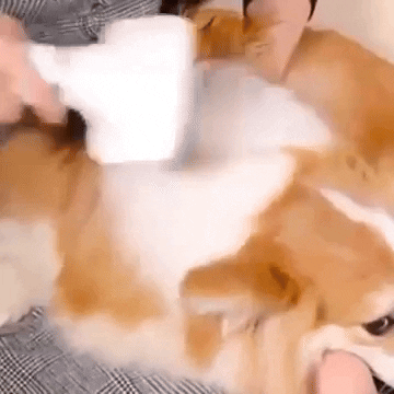 San_Andresito giphyupload GIF
