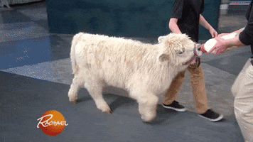 baby animals cow GIF by Rachael Ray Show